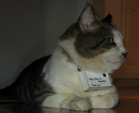 Camera mounted to cat